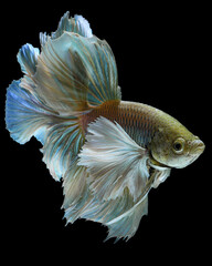 A majestic betta fish with ivory-gold scales and ethereal, translucent blue fins that flow like delicate silk against a stark, black background, 19 February 2026 Indonesia © Adi