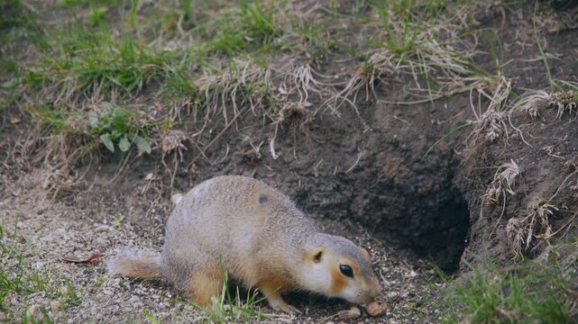 A funny little gopher stands and eats near his hole.