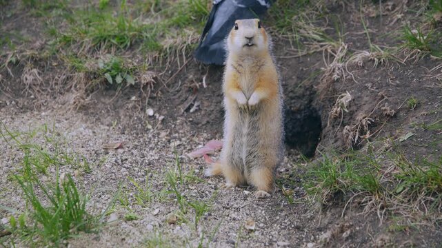 A funny little gopher stands and eats near his hole. Pigeons are walking around him.