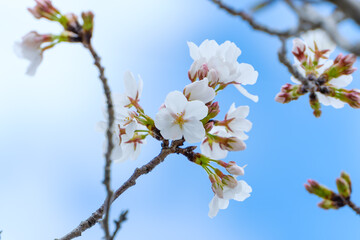 Obraz premium 青空を背景に咲き誇る美しい白い桜の花と蕾のクローズアップ