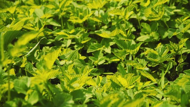 Seamless texture of raspberry leaves. Juicy and green raspberry leaves.