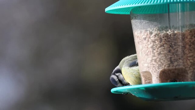 Blaumeise, Cyanistes caeruleu