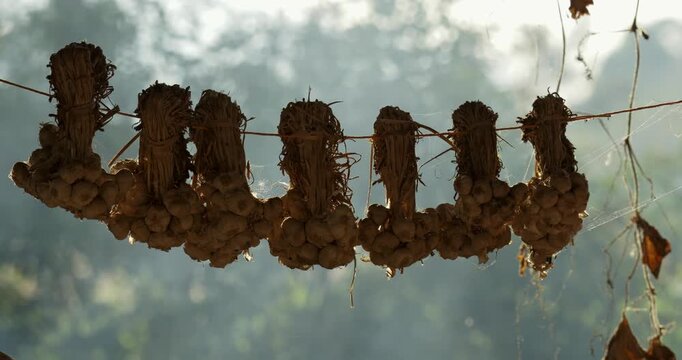 Explore art of garlic harvesting in this serene rural farm setting.