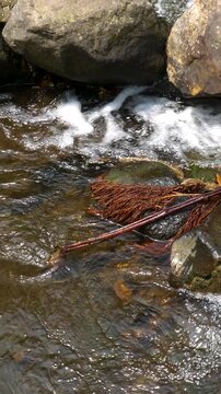 Forest river with gentle current and rich natural detail, creating a peaceful atmosphere. Ideal for Vertical spa promotions and relaxing commercial background use.
