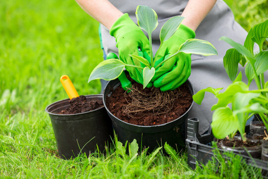Woman gardener in green gloves potting a garden flower plant. Gardening and floriculture concept for outdoor hobby and spring planting