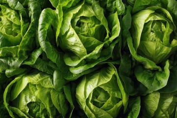 Fototapeta premium Close up View of Fresh Green Lettuce Heads with Detailed Leaf Texture and Light Moisture on Dark Surface Overhead Shot