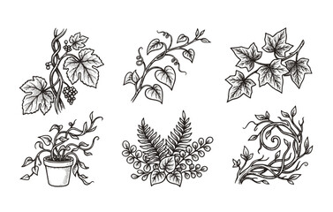 Fototapeta premium Black White Halftone Green Ivy Grape Liana Climbing Set 6 Sketch Vine Leaves Stems-Garden Decorative Flora Botanical Vector Set