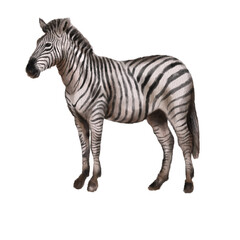 Watercolor zebra isolated without background © Ksusha