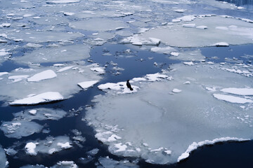 A single black bird standing on floating ice among broken ice floes in a cold winter sea. Frozen water surface with scattered snow-covered ice pieces and deep blue reflections. Minimalistic arctic lan © Alexander
