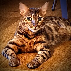 Bengalkater
