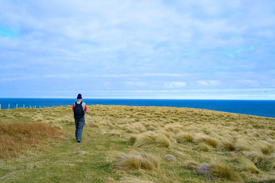 Older man with back pack walking along a path beside  tussock grass  towards the blue ocean