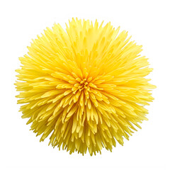 Bright yellow dandelion flower with fluffy seeds isolated on transparent background