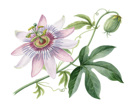Watercolor Passiflora Blossom, Unique Tropical Floral Vector Isolated on White