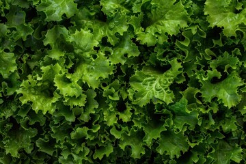 Fototapeta premium Close up of vibrant green lettuce leaves, forming an appealing backdrop for food or nature themed projects