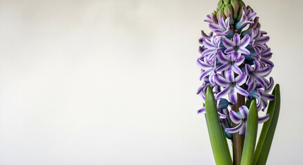 Fototapeta premium Purple hyacinth flower blooming in a minimal indoor setting with a place for the text