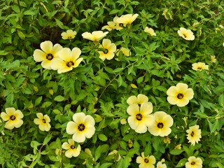 damiana flower in the morning	