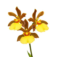 A close-up view of a vibrant yellow and brown orchid flower in full bloom