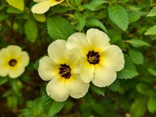 damiana flower in the morning	