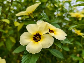 damiana flower in the morning