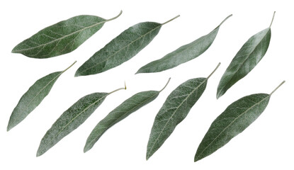 Green fresh olive tree leaves set isolated on white background