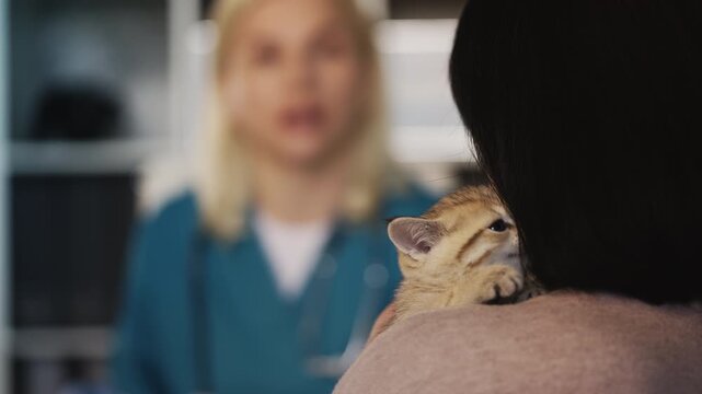Adorable purebred kitten sitting on owner shoulder during vet clinic visit