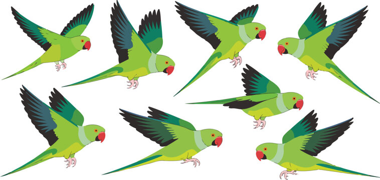 Indian Ringneck Parrot Vector Set  Eight Green Birds in Flight and Perched