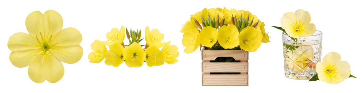 Collection of yellow primrose flowers in wooden crate and glass vase on transparent background