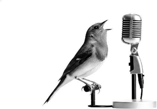 A bird stands on a microphone stand singing into a vintage microphone in a black and white illustration.
