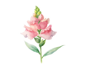 Fototapeta premium Watercolor Obedient Plant Flower Illustration, Pink Botanical Clipart, vector isolated on white background
