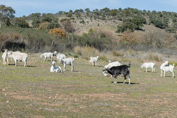 A black goat stands out in a Celtiberian flock. Crossbreeding in extensive grazing