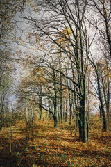 Obraz premium oak grove on a sunny autumn day