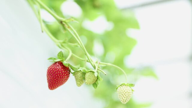 Hydroponic strawberry rows in greenhouse revealing ripe red berries and shallow depth of field for agricultural business promotion.