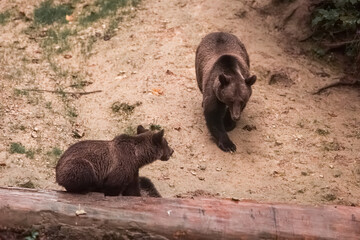 Two young brown bear cubs sitting on large fallen log in forest clearing Romania © CharnwoodPhoto