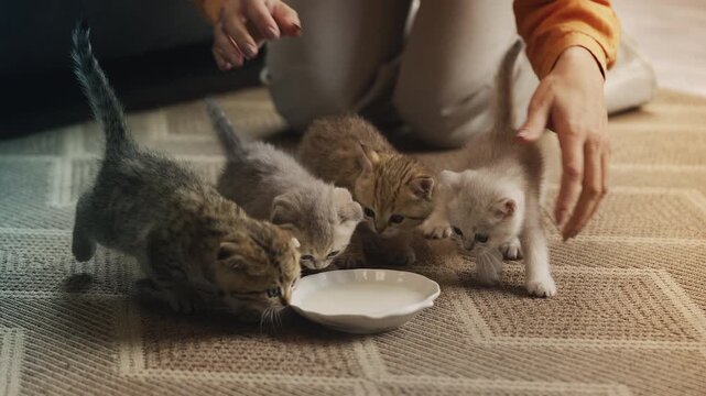 Caring woman feeding four cute purebred kittens from bowl at home