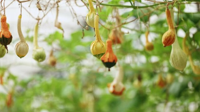 Gentle tilt and dolly reveal of hanging ornamental gourds on vine trellis inside greenhouse for autumn harvest and seasonal decoration.