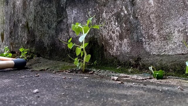 Close up video of Peperomia pellucida growing between a wall and water pipe, highlighting resilient green leaves thriving in a narrow urban space.