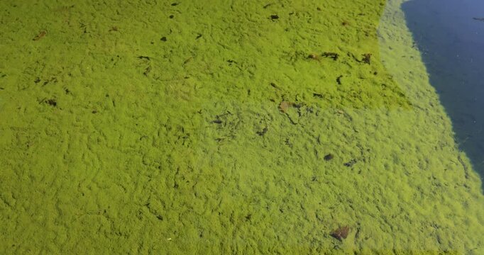 A small pond with green water and a concrete wall