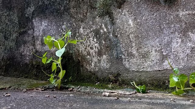 Close up video of Peperomia pellucida growing between a wall and water pipe, highlighting resilient green leaves thriving in a narrow urban space.