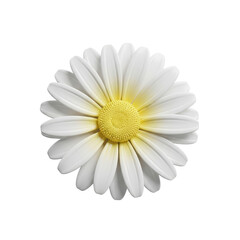 A single white daisy flower with a bright yellow center on transparent background