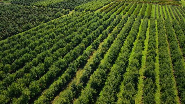 Aerial view of apple orchard with long green tree rows forming natural patterns, showcasing farmer agriculture, rural farmland, food production and sustainable cultivation landscape