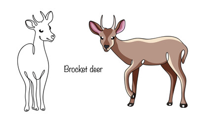 Brocket deer