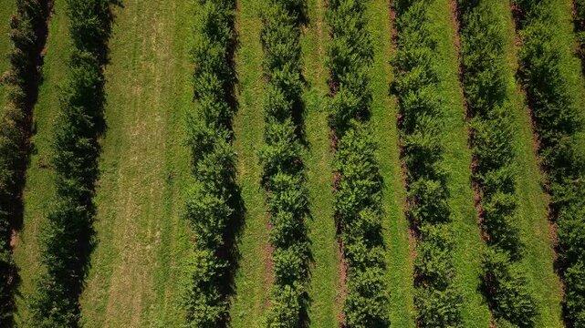 Aerial top view of apple orchard with long green tree rows and grass lanes forming clear agricultural patterns