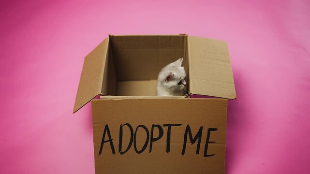 Adorable purebred kitten peeking out of cardboard box with adopt me sign