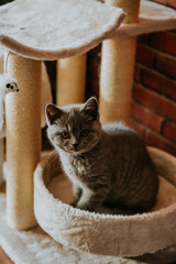 Kot brytyjski krótkowłosy © Katarzyna