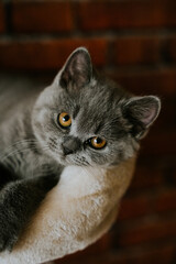 Kot brytyjski krótkowłosy © Katarzyna