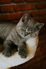 Kot brytyjski krótkowłosy © Katarzyna