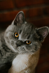Kot brytyjski krótkowłosy © Katarzyna
