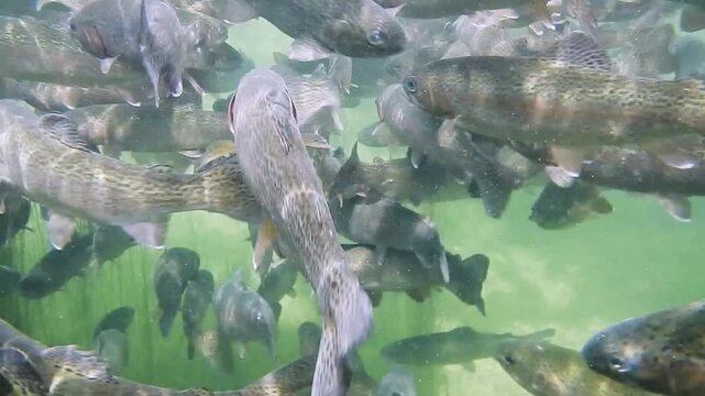 Regenbogenforellen schwimmen in einem Fischteich einer Fischzuchtanlage