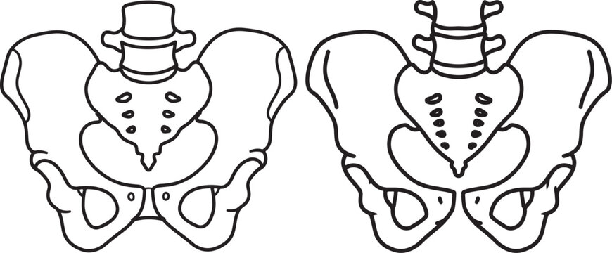 Black and white line art illustration of two human pelvic bones, offering anatomical views for medical study and healthcare education.