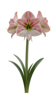 Beautiful pink and white Amaryllis flower with green stem and leaves, isolated on a white background.